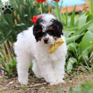Crue, Miniature Poodle Puppy